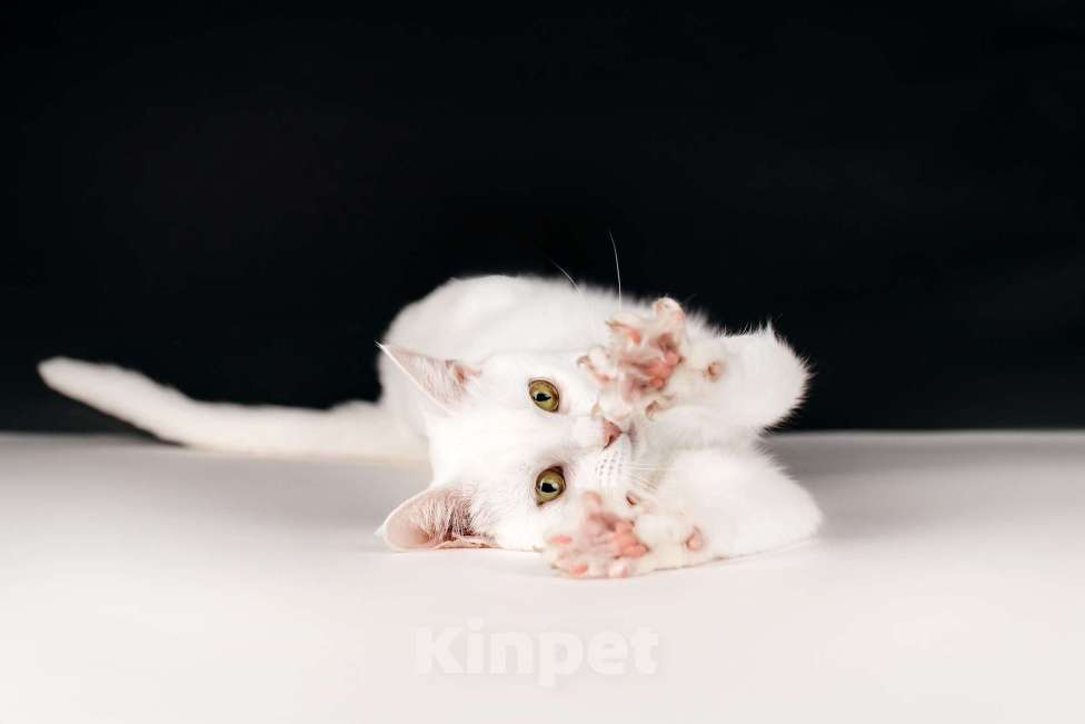 Кошки в Москве: Белая кошечка Коша ищет дом Девочка, 1 руб. - фото 7