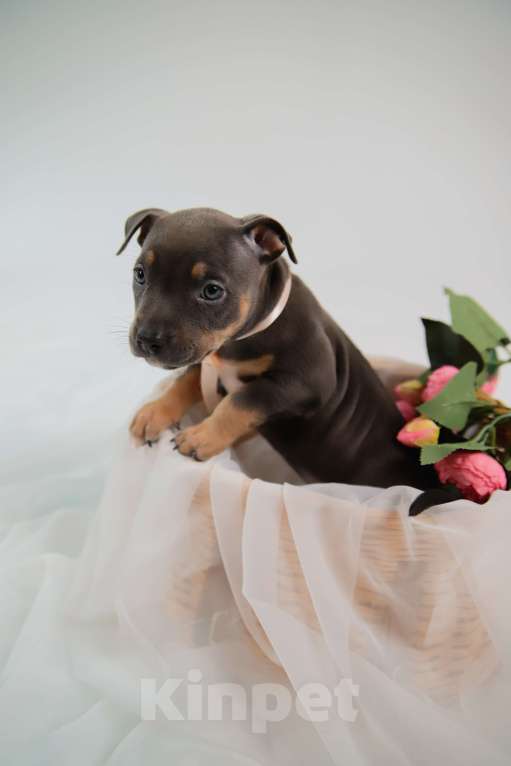 Собаки в Мурином: Девочка Гера ищет семью Девочка, 150 000 руб. - фото 2