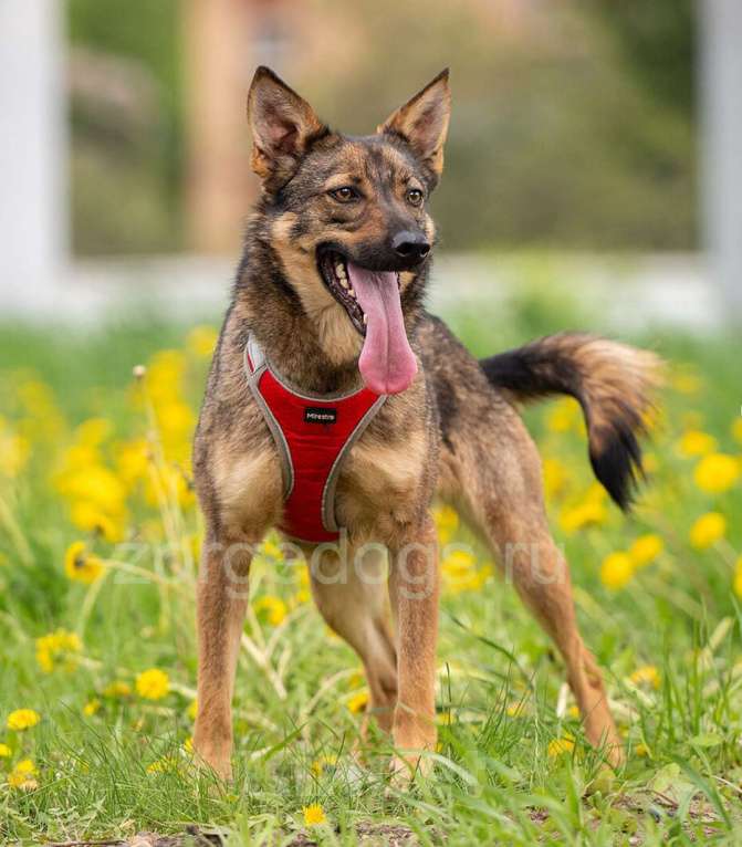 Собаки в Москве: Тесса Девочка, Бесплатно - фото 4