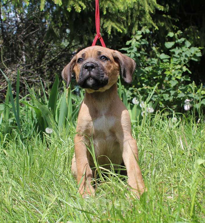 Собаки в Брянске: Предлагаются щенки Кане Корсо Мальчик, 50 000 руб. - фото 8