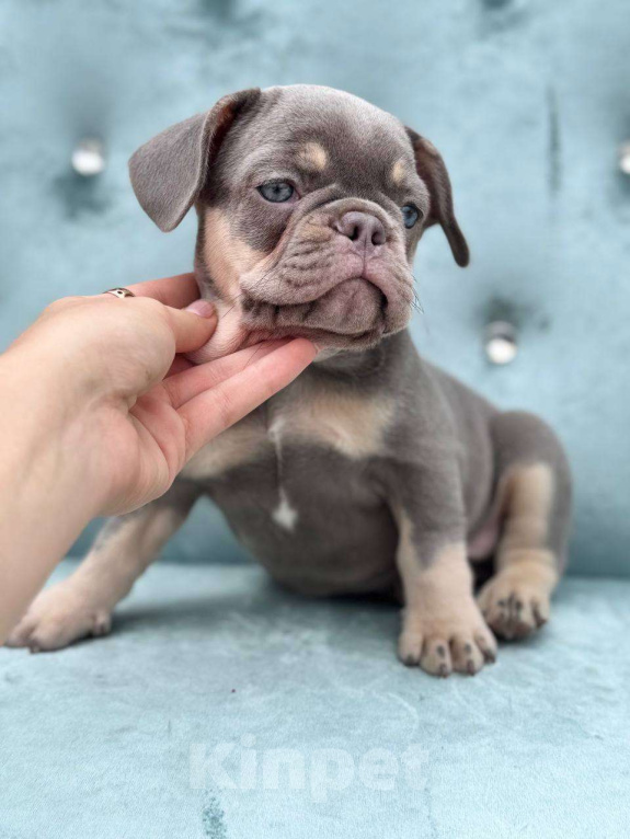 Собаки в Москве: Французский бульдог  Мальчик, 100 000 руб. - фото 4