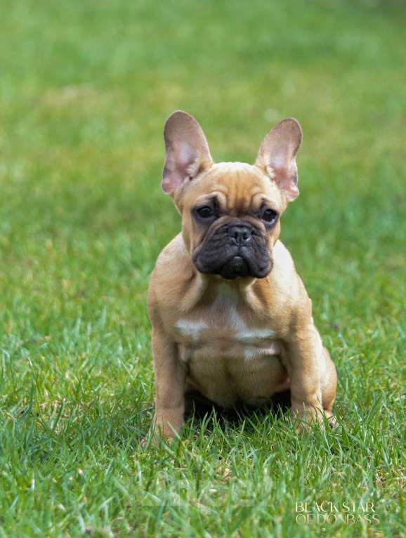 Собаки в Ртищево: Девочка французского бульдога Девочка, 40 000 руб. - фото 3