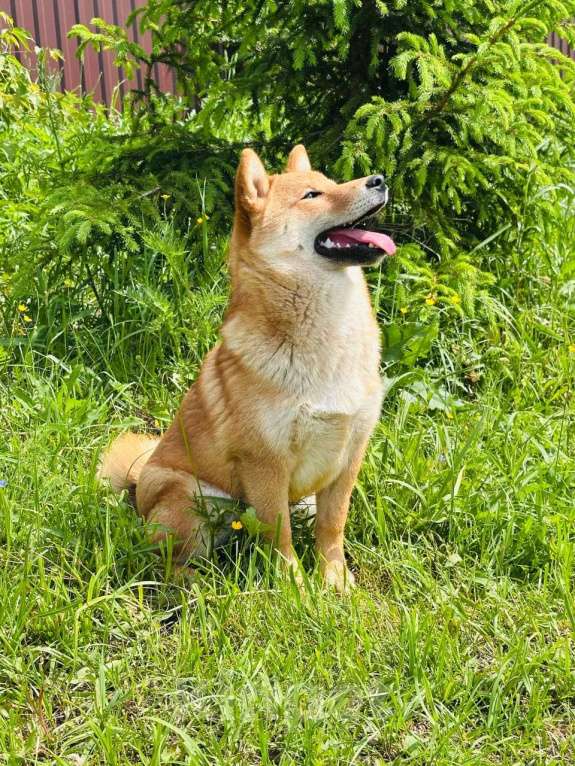 Собаки в Москве: Штурман. Самый лучший сиба  Мальчик, 40 000 руб. - фото 9