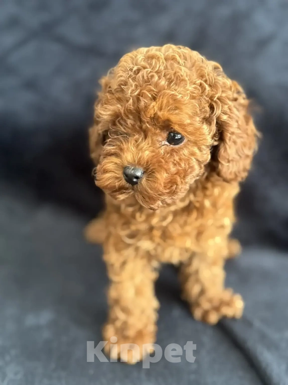 Собаки в Москве: Той -пудель мальчики , девочки Мальчик, Бесплатно - фото 2