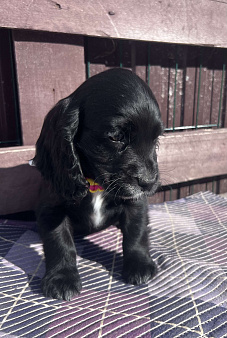 Английский Кокер спаниель 