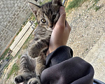 Кошки в Каспийске: котята в добрые руки Разнополые, Бесплатно - фото 1