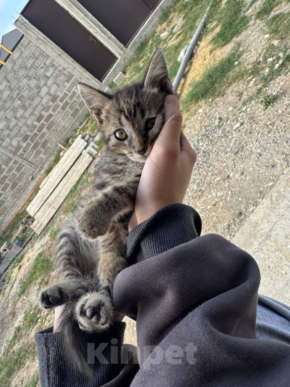 Кошки в Каспийске: котята в добрые руки Разнополые, Бесплатно - фото 1