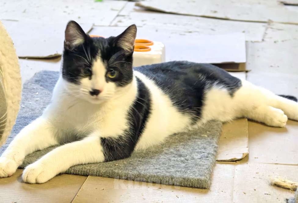 Кошки в Москве: Смешной, милый  котёнок Коржик с мухой на носу ищет дом и семью! Мальчик, Бесплатно - фото 8