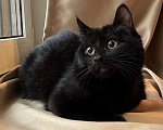 Кошки в Москве: 6 мес черная красавица Багира ищет дом! Девочка, Бесплатно - фото 5