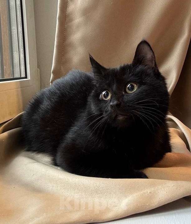 Кошки в Москве: 6 мес черная красавица Багира ищет дом! Девочка, Бесплатно - фото 5