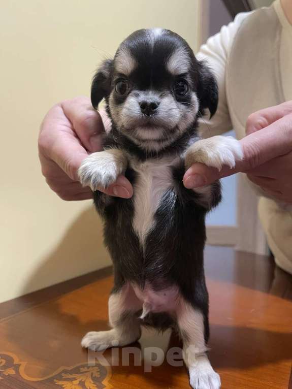 Собаки в других городах Московской области: Щенок чихуахуа мальчик Приц Мальчик, 75 000 руб. - фото 2