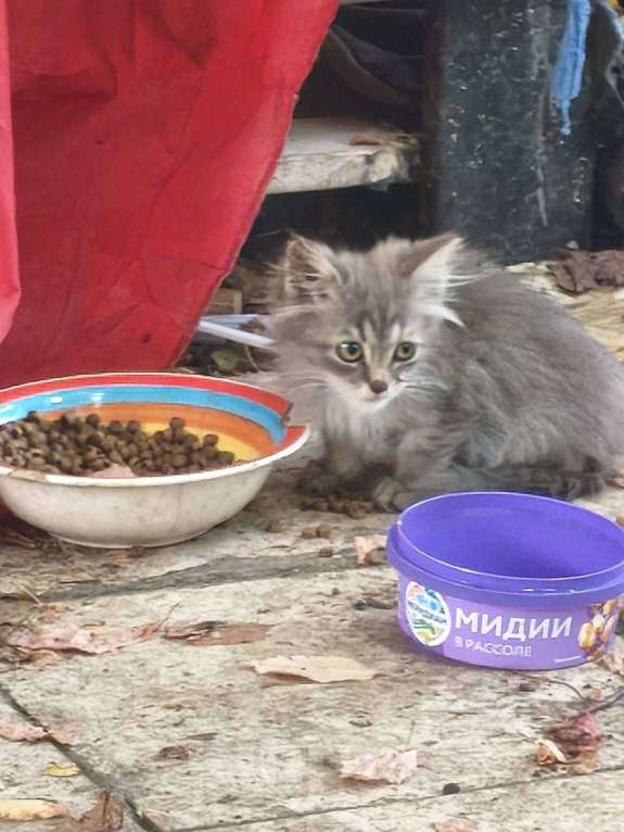 Кошки в других городах Московской области: Суперкотик Девочка, Бесплатно - фото 3