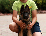Собаки в Раменском: Шикарная девочка со стандартной шерстью  Девочка, 50 000 руб. - фото 4