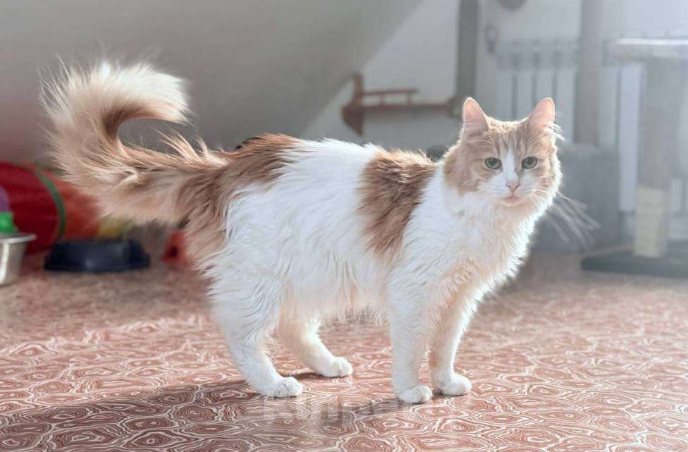 Кошки в Москве: Булочка в добрые руки Девочка, Бесплатно - фото 1