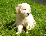 Собаки в Коммунаре: Щенки золотистого ретривера Мальчик, 60 000 руб. - фото 1