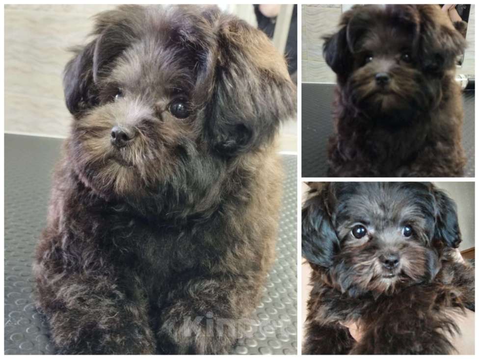 Собаки в Карасук: Продажа щенка мальтипу  Девочка, 50 000 руб. - фото 3