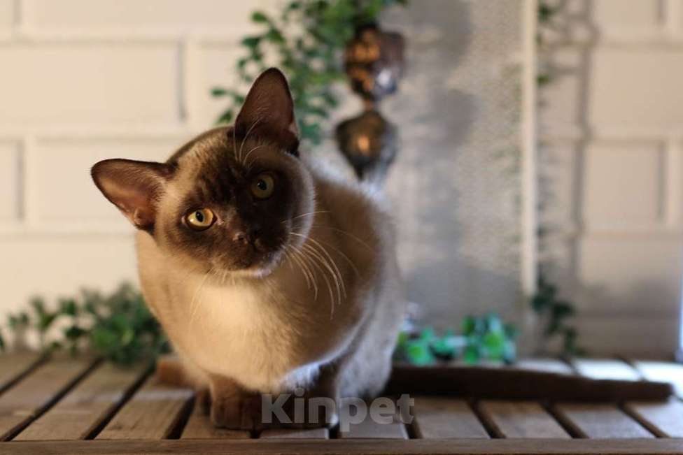 Кошки в Москве: Бурма котята разных окрасов Мальчик, 90 000 руб. - фото 5