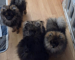 Собаки в других городах Московской области: Немецкий шпиц Девочка, 55 000 руб. - фото 4