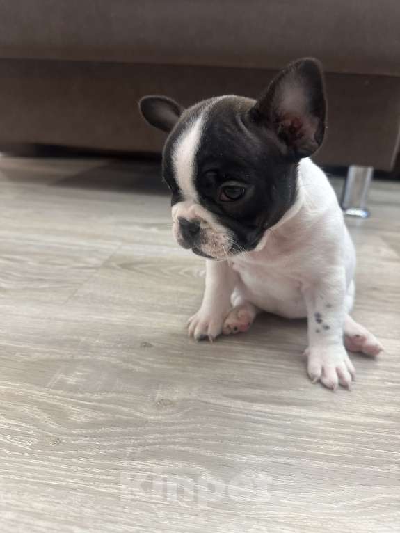 Собаки в Кургане: Французский бульдог, щенок Девочка, 35 000 руб. - фото 2
