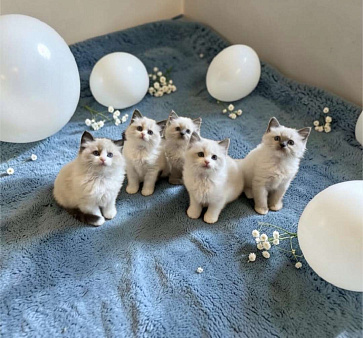 Рэгдолл самые нежные