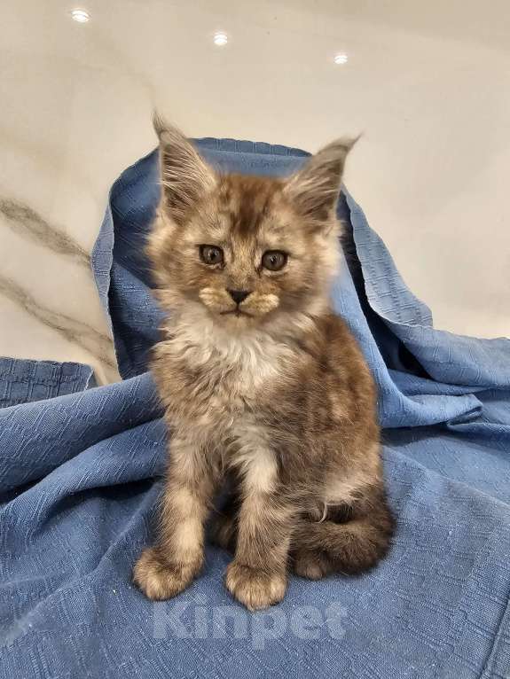 Кошки в Ореховом-Зуево: Прекрасные клубные мейн куны Мальчик, 45 000 руб. - фото 8