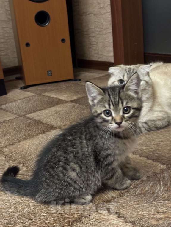 Кошки в Ульяновске: Шотландский котенок  Мальчик, 5 000 руб. - фото 3