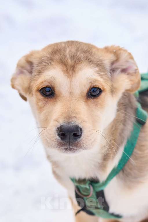 Собаки в Москве: Щенок Филя в добрые руки Мальчик, Бесплатно - фото 1