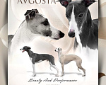 Собаки в Москве: Голубой щеночек уиппет Мальчик, Бесплатно - фото 1