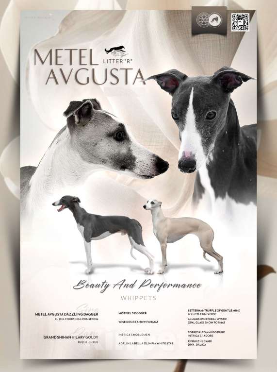 Собаки в Москве: Голубой щеночек уиппет Мальчик, Бесплатно - фото 1