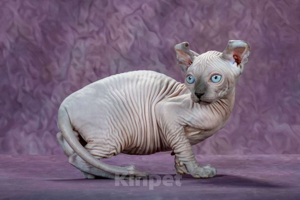 Кошки в Самаре: Чудо Aramis Мальчик, Бесплатно - фото 2