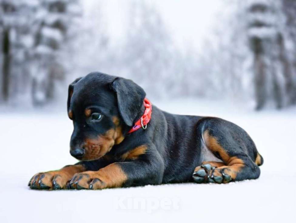 Собаки в Санкт-Петербурге:  Щенок добермана Девочка, 70 000 руб. - фото 1