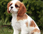 Собаки в Химках: Кавалер кинг Чарльз спаниель  Мальчик, 60 000 руб. - фото 4