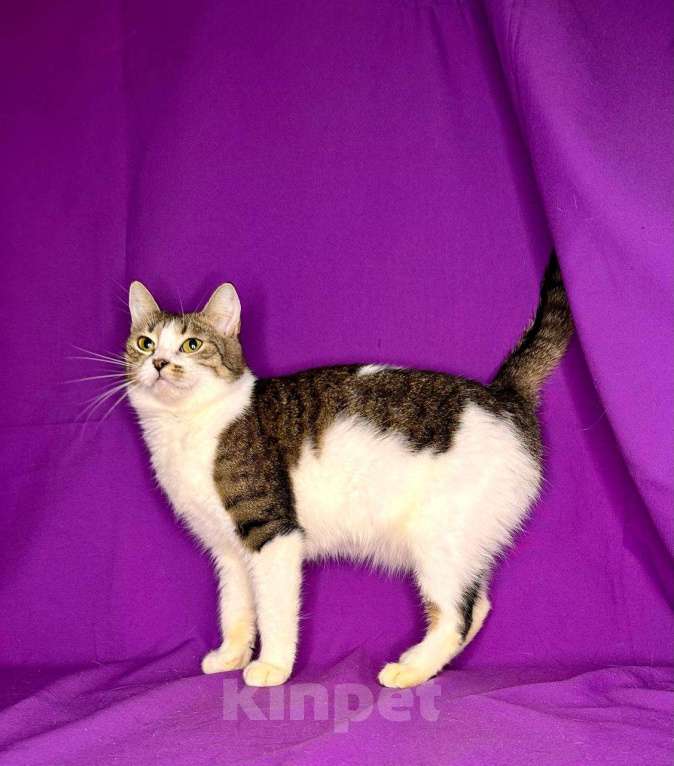 Кошки в Москве: Кошка с лейкозом в добрые руки Девочка, Бесплатно - фото 1