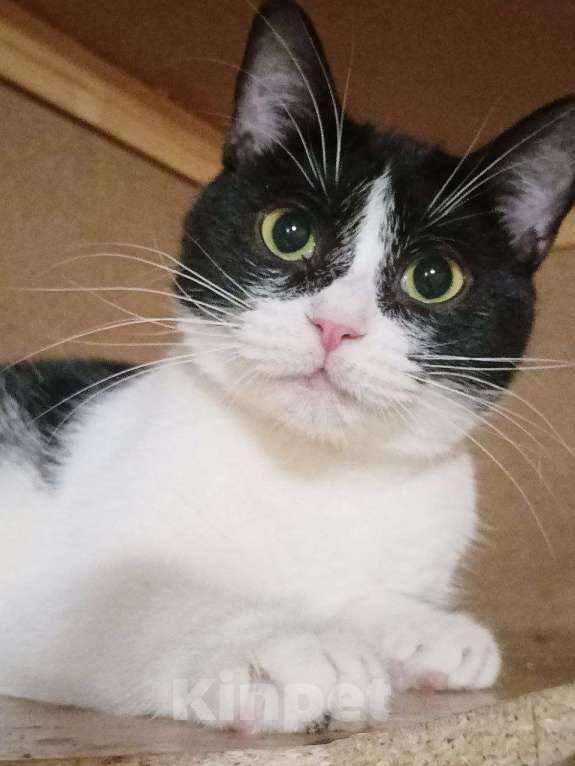 Кошки в Санкт-Петербурге: Взрослая кошечка и котик ищет семью Девочка, 10 руб. - фото 4