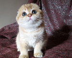 Кошки в Москве: шотландская  кошечка  -золотая шиншилла Девочка, 70 000 руб. - фото 2
