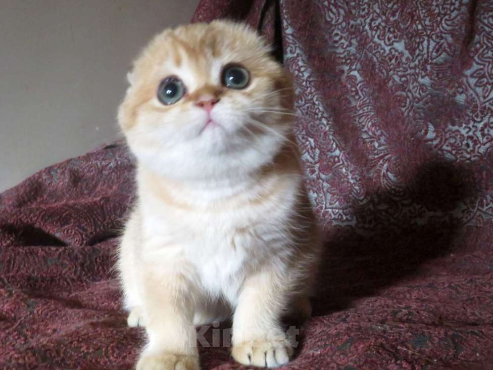 Кошки в Москве: шотландская  кошечка  -золотая шиншилла Девочка, 70 000 руб. - фото 2