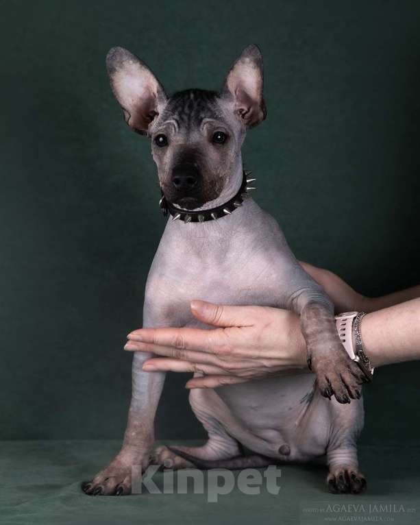 Собаки в Москве: Щенки мексиканской голой собаки (ксолоиткуинтли) Девочка, Бесплатно - фото 2