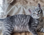 Кошки в Краснодаре: Котенок ищет хозяина Мальчик, 10 руб. - фото 1