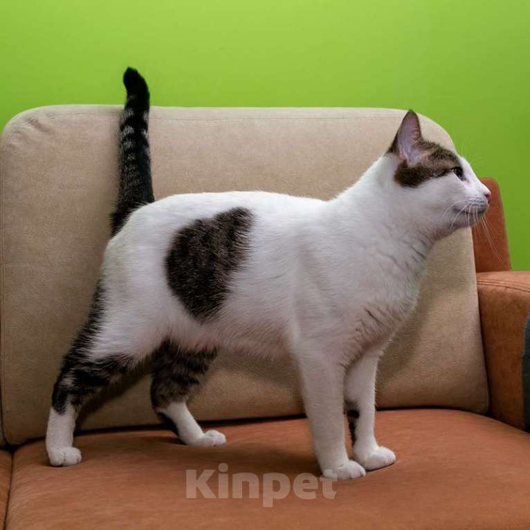 Кошки в Москве: Котик Ларс с сердечком на боку в добрые руки Мальчик, Бесплатно - фото 2