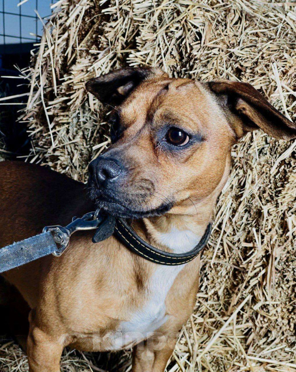 Собаки в Москве: Пес Тобби ищет дом! Мальчик, Бесплатно - фото 5