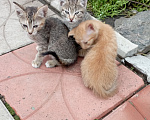 Кошки в Красноярске: Котята в добрые руки Девочка, Бесплатно - фото 2