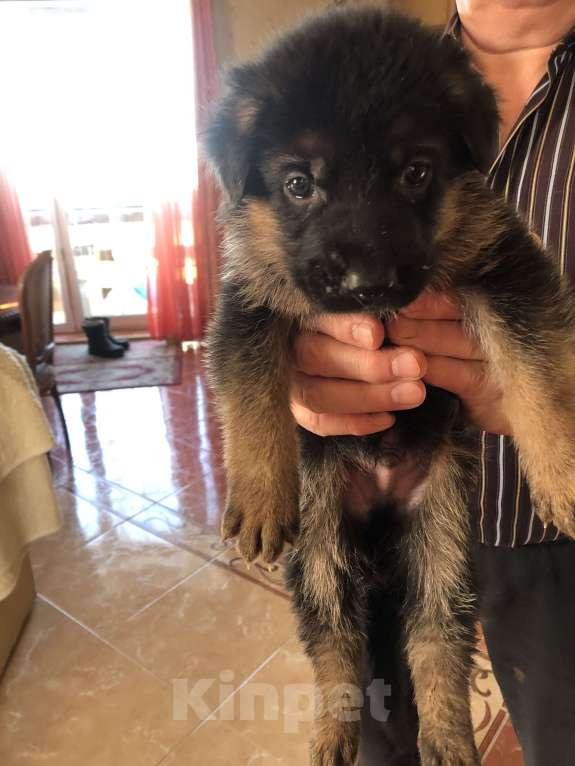 Собаки в других городах Московской области: Щенки немецкой овчарки Девочка, 17 000 руб. - фото 6