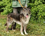 Собаки в Москве: Рокки - бесстрашный волчонок Мальчик, Бесплатно - фото 7