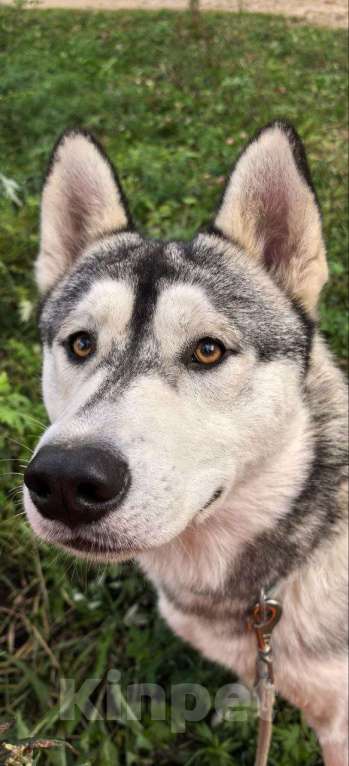Собаки в Москве: Кобель 1 год Гром в добрые руки  Мальчик, Бесплатно - фото 2