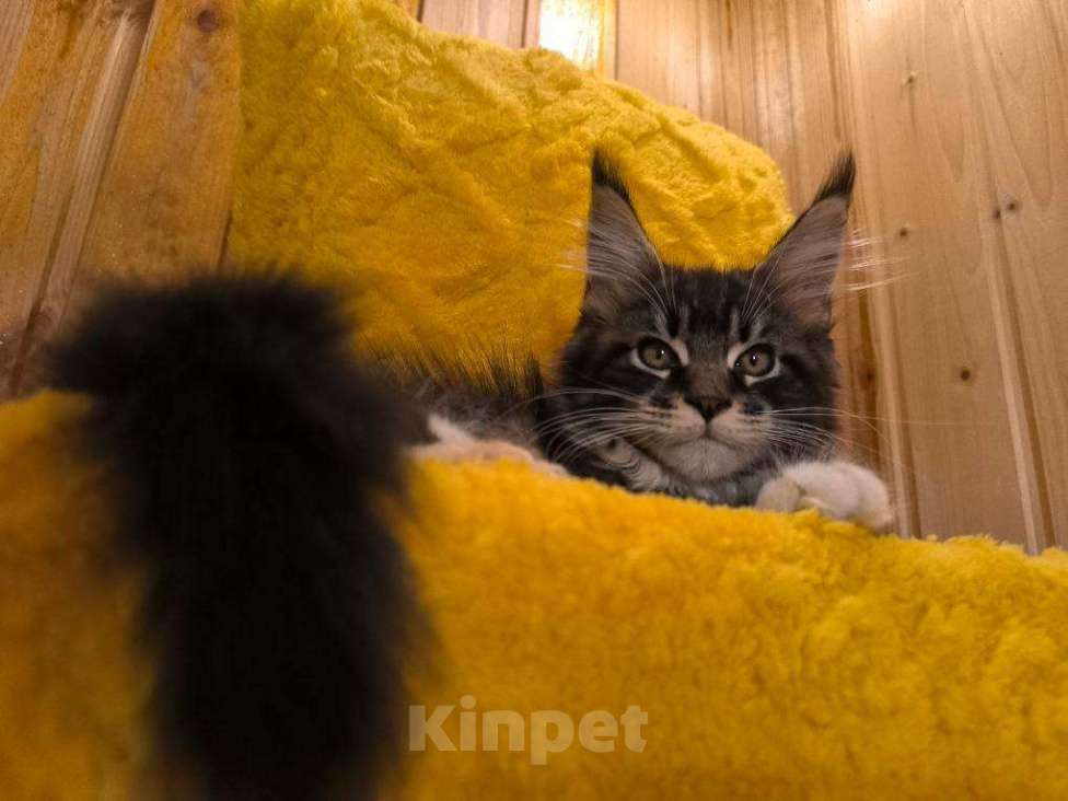 Кошки в других городах Московской области: Шикарный шоу ребенок Мальчик, 65 000 руб. - фото 3