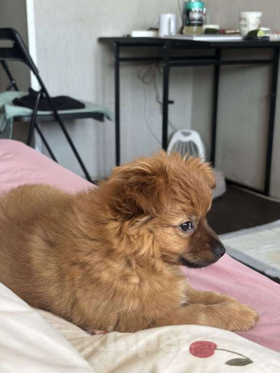 Собаки в Санкт-Петербурге: Шпиц Девочка, 12 000 руб. - фото 2