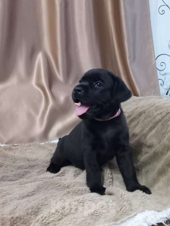 Собаки в Кирове: щенки лабрадора ретривера Мальчик, 40 000 руб. - фото 3