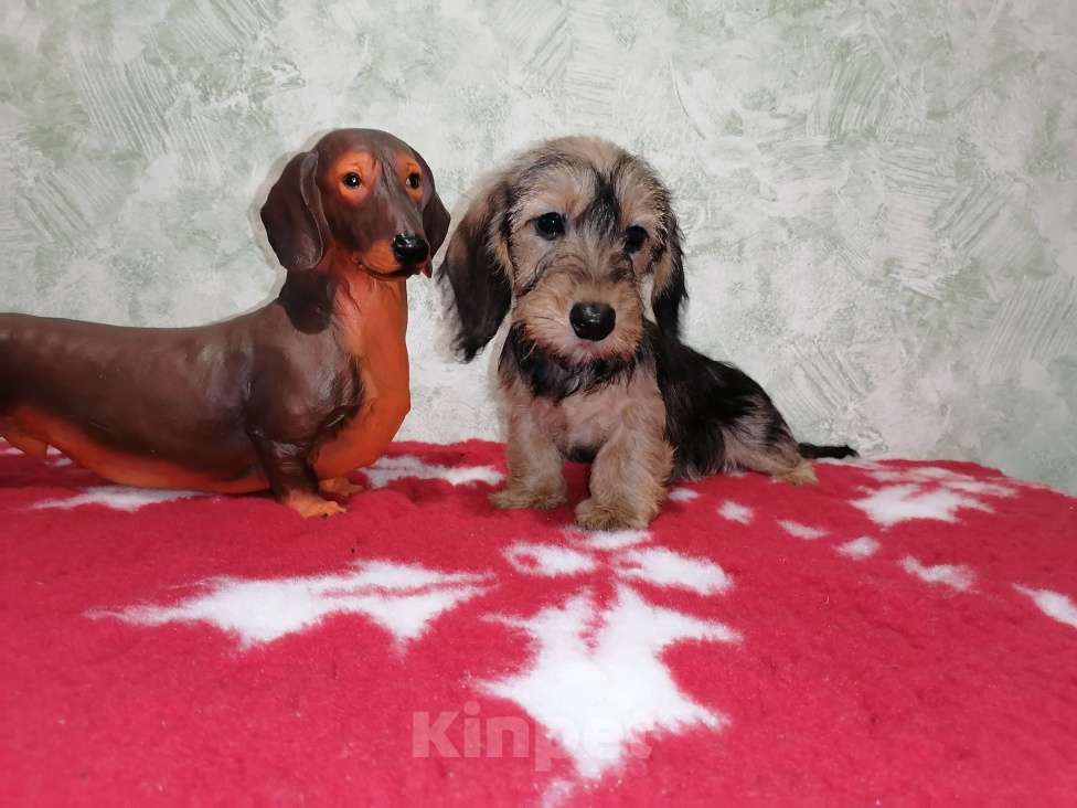 Собаки в Воронеже: Щенок таксы миниатюрной жесткошерстной  Девочка, 45 000 руб. - фото 2