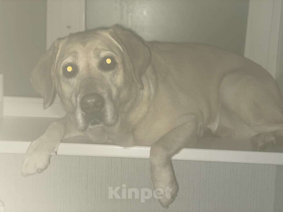 Собаки в Люберцах: В добрые руки  Девочка, Бесплатно - фото 2