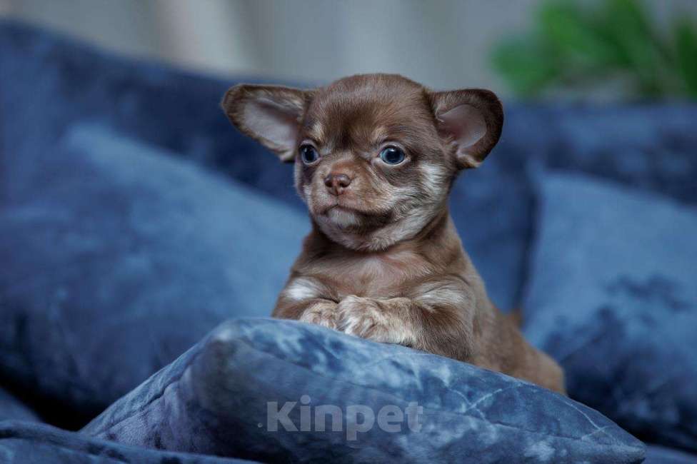 Собаки в Санкт-Петербурге: Мальчик Чихуахуа Мальчик, 60 000 руб. - фото 1